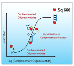 Fluorescence polarization assay (FPA) of Square-660-oligo demonstrating polarization increases upon binding to the complementary oligonucleotide or DNA