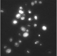 Saccharomyces Cerevisiae cells stained with dye 3-DAB after freeze-thawing undergoing the cycle cryoprotection. Partially damaged cells exhibit brighter fluorescence as compared to living cells