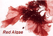 Red Algae